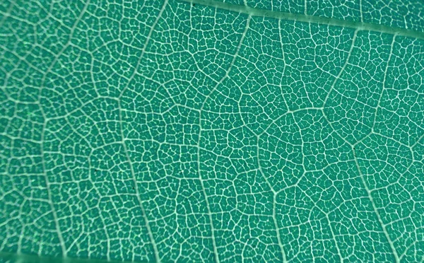 leaf structure macro abstract