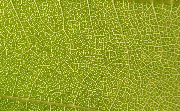 Leaf Structure Macro Abstract — Stock Photo, Image