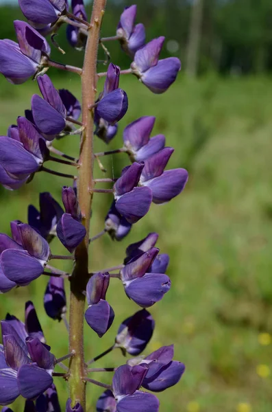 Lupin Fleur Jour Ensoleillé — Photo