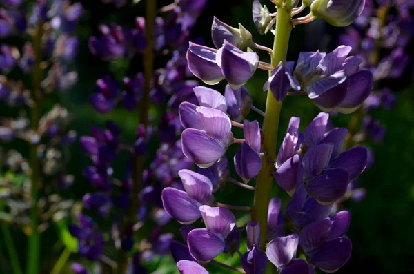 Lupin Fleur Jour Ensoleillé — Photo