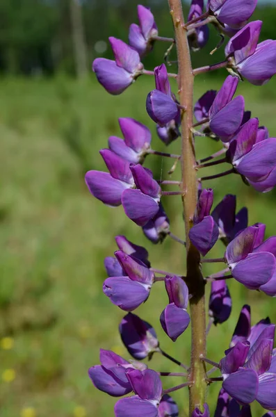 Lupin Fleur Jour Ensoleillé — Photo