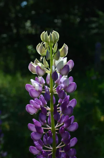 Lupin Fleur Jour Ensoleillé — Photo