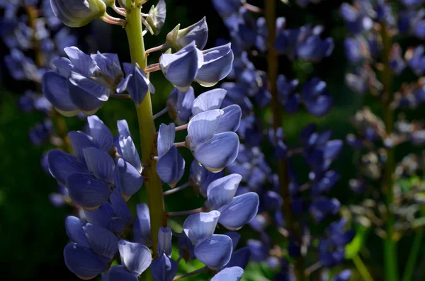 Lupin Fleur Jour Ensoleillé — Photo