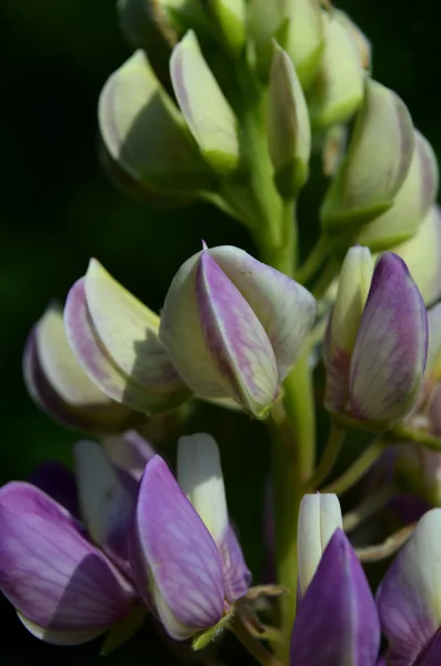 ルパン三世花の晴れた日 — ストック写真