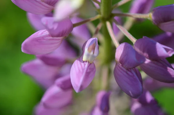 Lupin Fleur Jour Ensoleillé — Photo