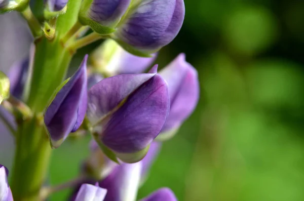 Lupin Fleur Jour Ensoleillé — Photo