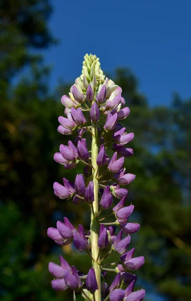 Lupin Fleur Jour Ensoleillé — Photo