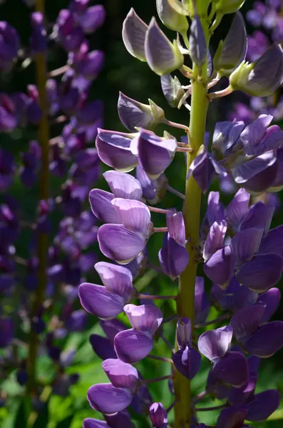 Lupin Fleur Jour Ensoleillé — Photo