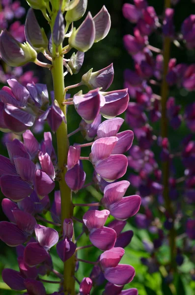 Lupin Fleur Jour Ensoleillé — Photo