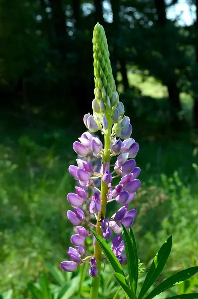 Lupin Flower Sunny Day — Stock Photo, Image