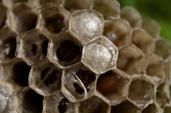  yaban arısı kovanı larve ile