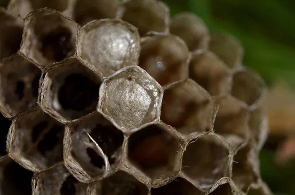 Colmeia Vespa Selvagem Com Larva — Fotografia de Stock