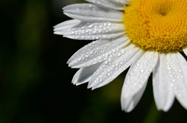 Çiy damlalı bahar çiçeği makro
