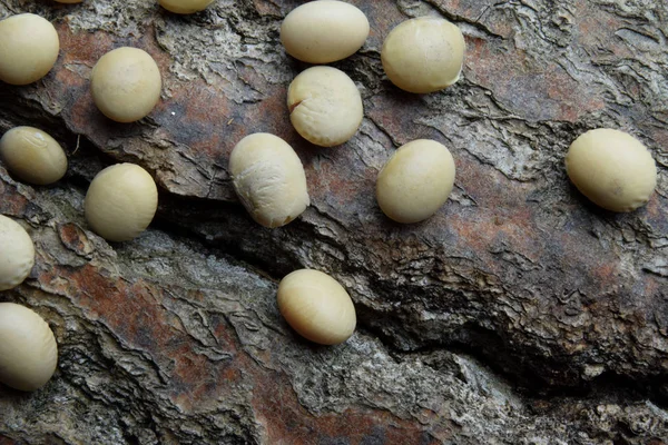 Soja Bonen Bio Organische — Stockfoto