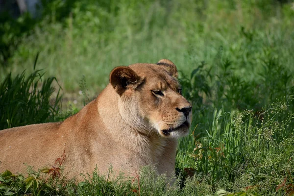 Löwenweibchen Sonniger Sommertag Zoo — Stockfoto