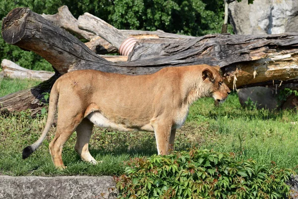 Leeuw Vrouwelijke Zonnige Zomerdag Dierentuin — Stockfoto