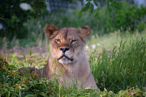 Leeuw Vrouwelijke Zonnige Zomerdag Dierentuin — Stockfoto