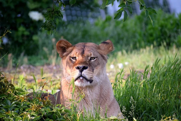 Aslan Kadın Güneşli Yaz Günü Hayvanat Bahçesi — Stok fotoğraf