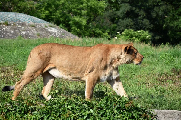 Lejon Kvinnlig Solig Sommardag Zoo — Stockfoto