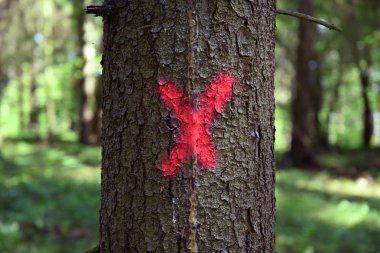 Kesmek için işaretlenmiş ağaç