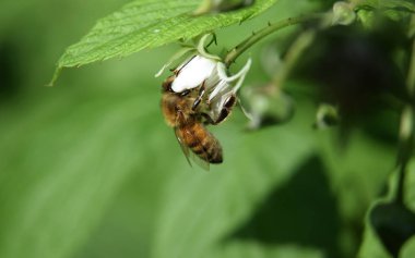 çalışma yabani bal arısı yaz saati