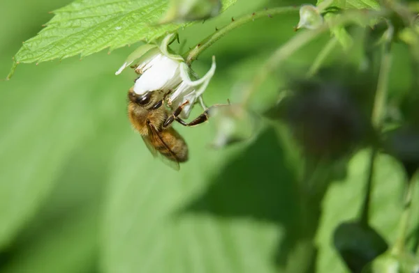 Sommerzeit Für Honigbienen — Stockfoto