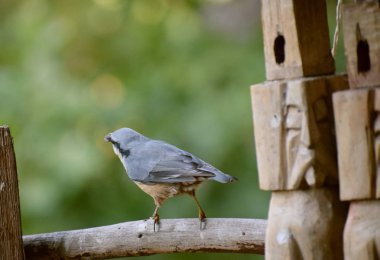 Ahşap sıvacı kuşu yabani kuş doğa