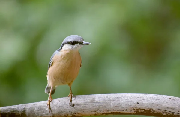 Dřevo Nuthatch Divoký Pták — Stock fotografie