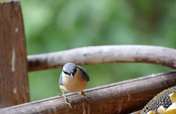 Nuthatch Madeira Natureza Pássaro Selvagem — Fotografia de Stock