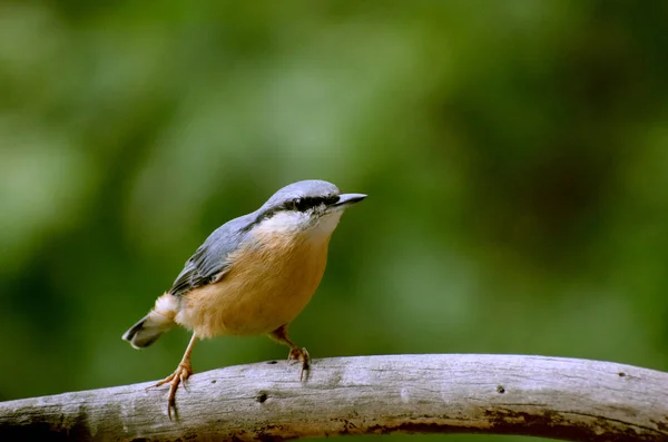 Dřevo Nuthatch Divoký Pták — Stock fotografie