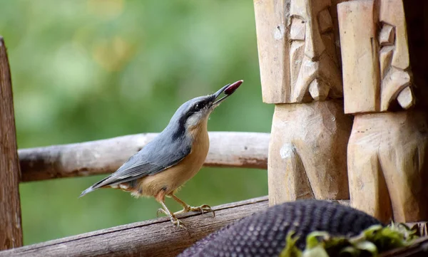 Dřevo Nuthatch Divoký Pták — Stock fotografie