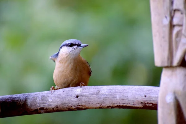 Dřevo Nuthatch Divoký Pták — Stock fotografie