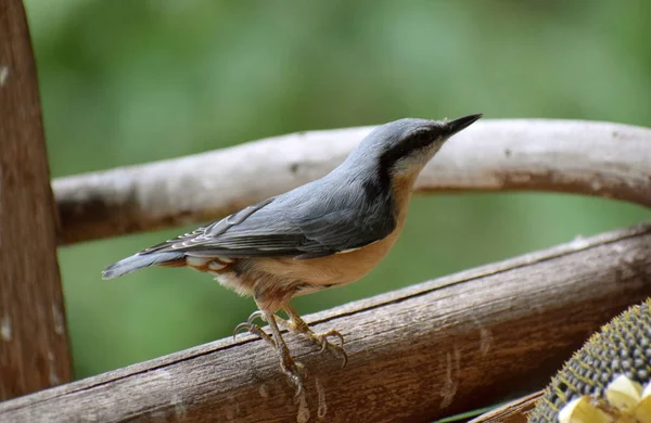 Nuthatch Madeira Natureza Pássaro Selvagem — Fotografia de Stock