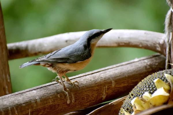 ウッドナッツハッチ野鳥の自然 — ストック写真
