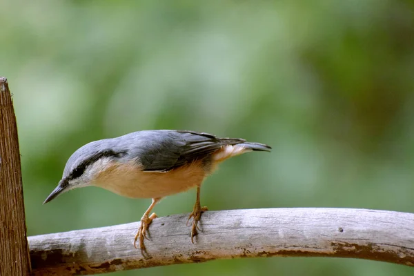 Dřevo Nuthatch Divoký Pták — Stock fotografie