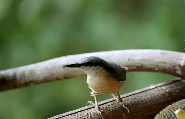 Nuthatch Madeira Natureza Pássaro Selvagem — Fotografia de Stock