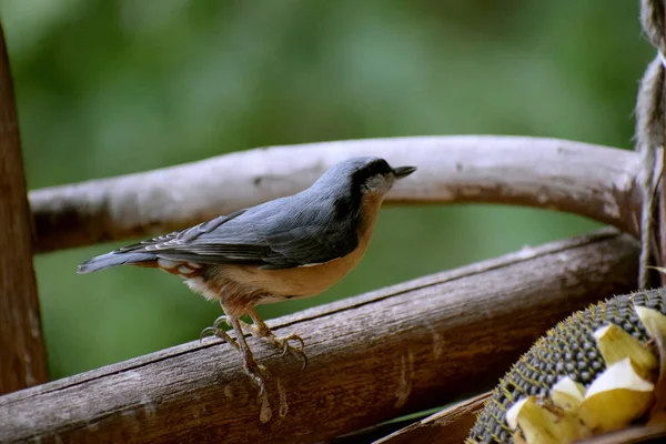 Wood Nuthatch Wild Bird Nature — Stock Photo, Image