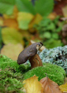 Boletus orman mantarı doğal organik