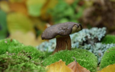 taze mantar bolteus doğal organik lezzet