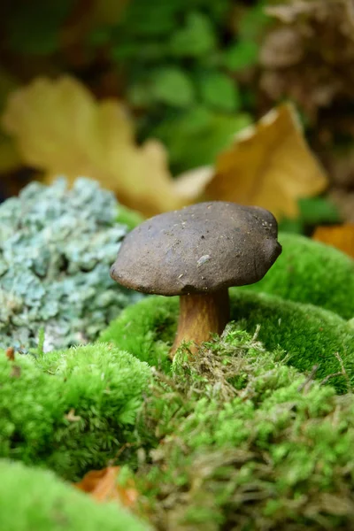 Boletus Champiñones Forestales Naturales Orgánicos —  Fotos de Stock