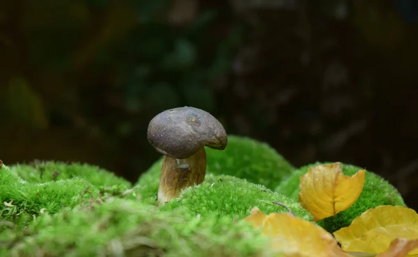 Boletus Champiñones Forestales Naturales Orgánicos —  Fotos de Stock