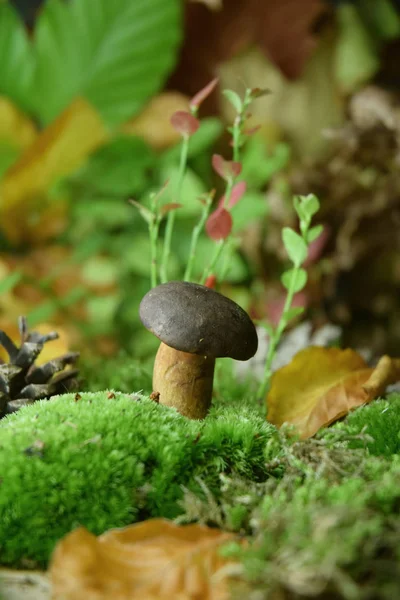 Boletus Champiñones Forestales Naturales Orgánicos —  Fotos de Stock