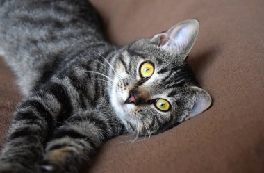 Avrupa Shorthair kedisi dinlenme zamanı