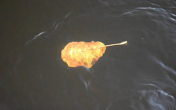 Επιπλέουν Φθινοπωρινό Φύλλο Στο Νερό — Φωτογραφία Αρχείου