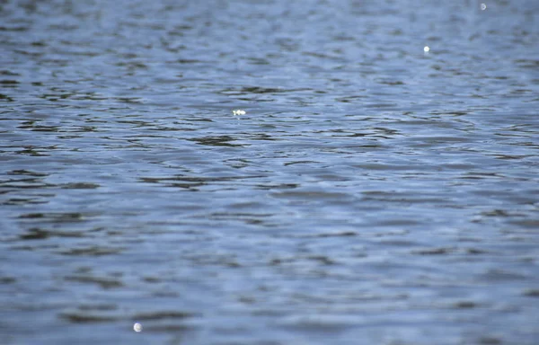 Озерная Вода Отражениями Солнце — стоковое фото