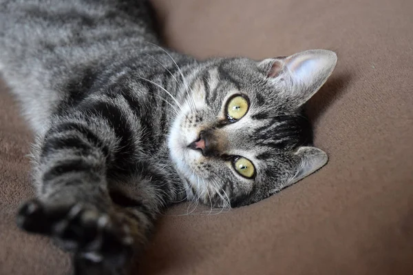 Europea Taquigrafía Gato Relajante Tiempo — Foto de Stock