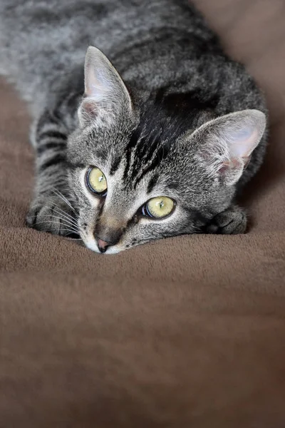 Europea Taquigrafía Gato Relajante Tiempo — Foto de Stock