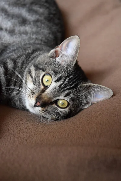 Europea Taquigrafía Gato Relajante Tiempo — Foto de Stock