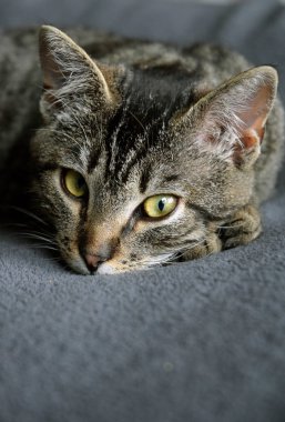 Avrupa Kısaltmalı Kedi Dinleniyor 