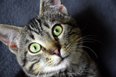 Avrupa Shorthair çizgili kedi battaniyenin üzerinde dinleniyor